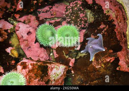 Une mer de l'océan Pacifique et des anémones de mer vertes dans un bassin de marée le long de la côte Pacifique de l'Oregon près de la ville de Newport, Oregon. Banque D'Images