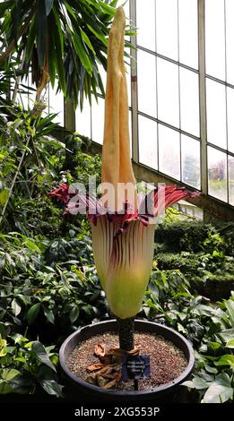 Titan Arum ou Fleur cadavre, Amorphophallus titanum, Araceae. Sumatra occidentale. Cette plante possède la plus grande inflorescence non ramifiée au monde. Banque D'Images