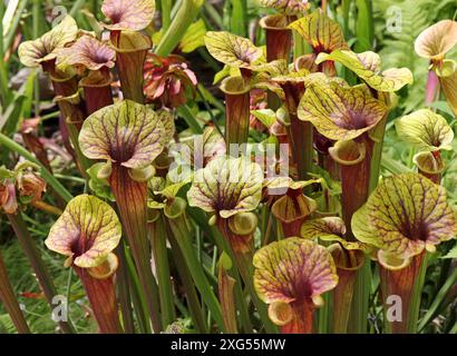 Pitcherplant cramoisi, feuille de trompette violette ou Pitcherplant blanc, Sarracenia leucophylla 'ISE Rose', Sarracenaceae. Amérique du Nord. Banque D'Images