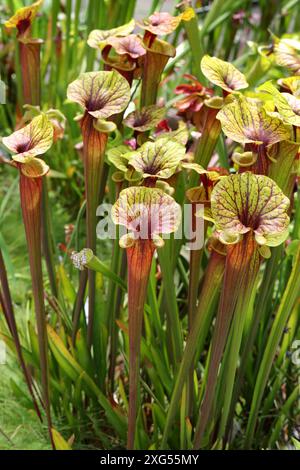 Pitcherplant cramoisi, feuille de trompette violette ou Pitcherplant blanc, Sarracenia leucophylla 'ISE Rose', Sarracenaceae. Amérique du Nord. Banque D'Images