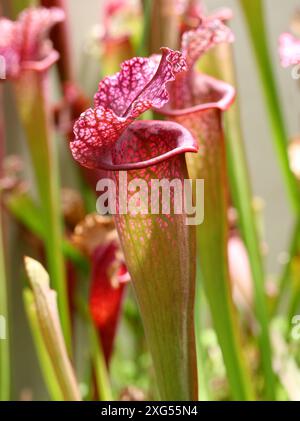 Plante carnivore, Sarracenia 'Juthatip Soper', Sarracenaceae. Amérique du Nord. Banque D'Images