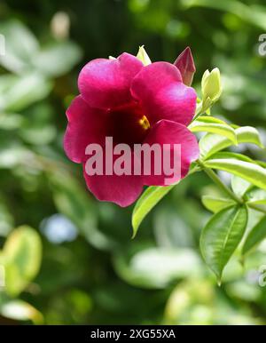 Purple Allamanda ou Violet Allamanda, Allamanda blanchetii syn. Allamanda violacea, Apocynaceae. Brésil, Amérique du Sud. Il est aussi appelé Red Bell. Banque D'Images