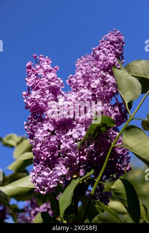 inflorescences lilas violettes au printemps, buisson lilas pendant la floraison Banque D'Images