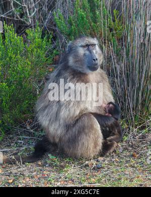 Assis Chacma Babbon (Papio Ursinus) à côté de la végétation dans Western Cape, Afrique du Sud. Banque D'Images