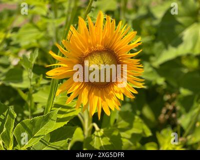 Tournesol dans le jardin dans la journée ensoleillée. Belle grande fleur jaune avec des pétales et des graines brillants Banque D'Images
