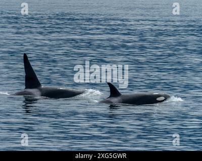 Orcinus rectipinnus, dans le détroit de Chatham, dans le sud-est de l'Alaska, États-Unis Banque D'Images