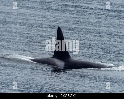 Orcinus rectipinnus, dans le détroit de Chatham, dans le sud-est de l'Alaska, États-Unis Banque D'Images