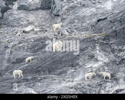 Chèvres de montagne, Oreamnos americanus, sur les falaises de Gloomy Knob, Parc national de Glacier Bay, Alaska, États-Unis Banque D'Images
