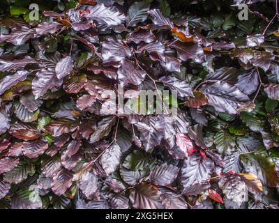 Feuilles de haies de hêtre cuivrées. Design de fond d'écran rouge violet Banque D'Images