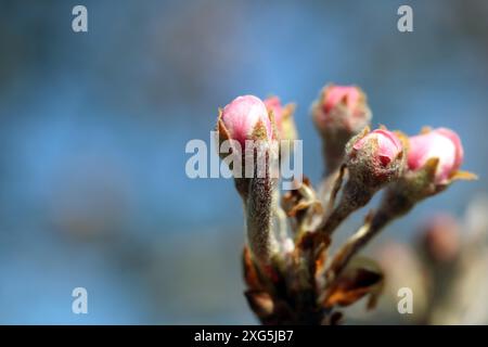 Bourgeons tendres sur le pommier Banque D'Images