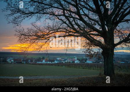 Arbres et vignobles au lac neusiedlersee dans le Burgenland Banque D'Images