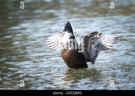 Canard gris sauvage en gros plan nageant dans l'eau. Un canard migrateur gris-brun se répand sur ses ailes Banque D'Images