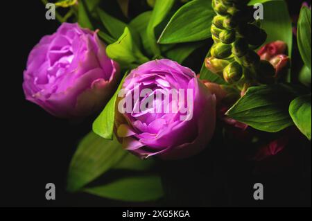 Bouquet de fleurs mélangées fraîches sur fond noir. Branches vertes avec de riches roses pivoines. Fond floral foncé Banque D'Images