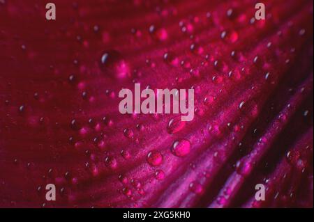 Abstraction Floral macro arrière-plan. Gros plan des gouttes d'eau sur fleur dégradé violet rose avec fond contrasté. Placer pour le texte. faible profondeur de Banque D'Images