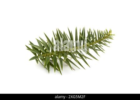 Branche de pin brésilien isolée sur fond blanc.Araucaria angustifolia Banque D'Images