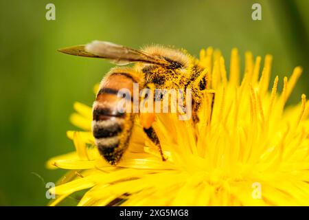 Détail gros plan d'abeille, d'abeille européenne, d'abeille occidentale (Apis mellifera) couverte de pollen sur fleur de pissenlit jaune. Mise au point sélective, flou Banque D'Images