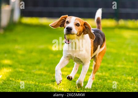 Chien Beagle courir dehors vers la caméra avec la balle. Chien de jour ensoleillé aller chercher un jouet Banque D'Images