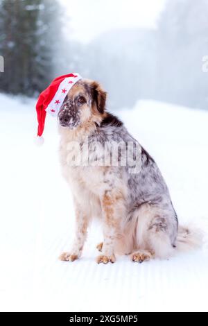 Grand chien mignon drôle dans le chapeau de père noël rouge assis route de forêt de neige en hiver Banque D'Images