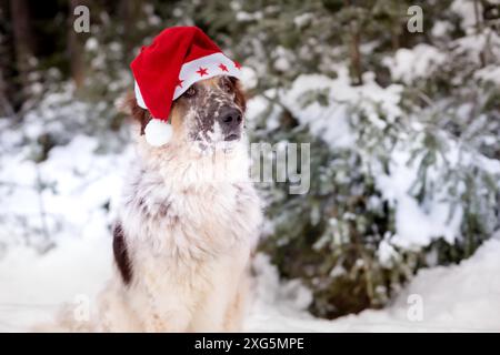 Grand chien mignon drôle dans le chapeau de père noël rouge assis près de sapin dans le parc de neige d'hiver Banque D'Images