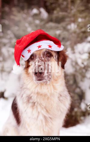 Grand chien mignon drôle dans le chapeau de père noël rouge assis près de sapin dans le parc de neige d'hiver Banque D'Images