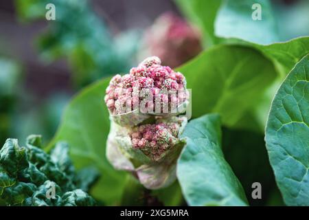 Fleur de rhubarbe en gros plan (Rheum) australe, bourgeon de fleur de rhubarbe indienne Banque D'Images