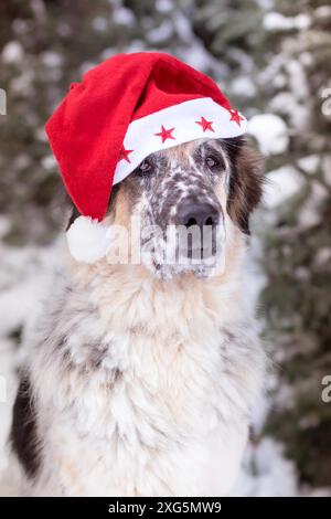 Chien mignon dans le chapeau de père noël avec des yeux adorables à l'extérieur. Joyeux Noël concept. Image atmosphérique. Salutations de saison Banque D'Images