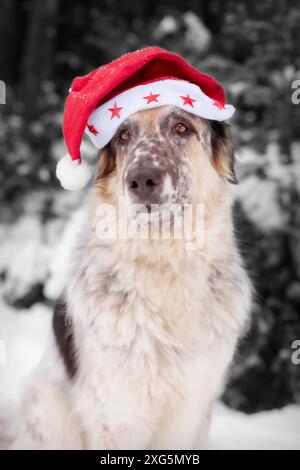 Chien mignon dans le chapeau de père noël avec des yeux adorables à l'extérieur. Joyeux Noël concept. Image atmosphérique. Salutations de saison Banque D'Images