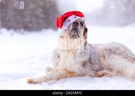 Grand chien mignon drôle dans le chapeau de père noël rouge couché sur la route de la forêt de neige en hiver Banque D'Images