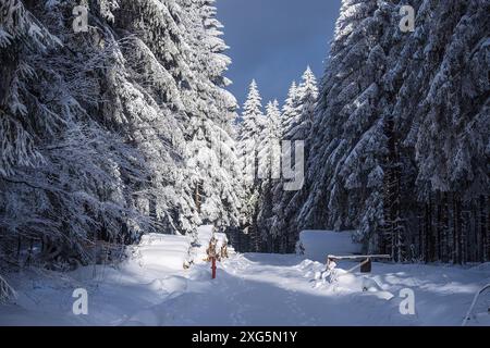 Paysage en hiver dans la forêt de Thuringe près de Schmiedefeld am Rennsteig Banque D'Images