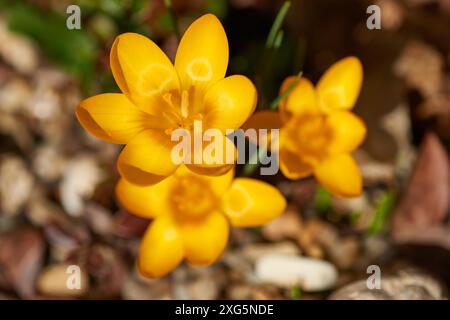 Crocus dans le soleil du matin Banque D'Images