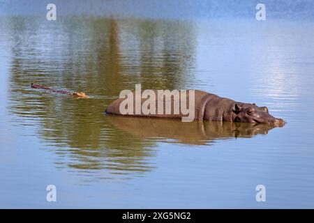 Hippopotame et crocodile dans un trou d'eau dans le parc national Kruger Banque D'Images