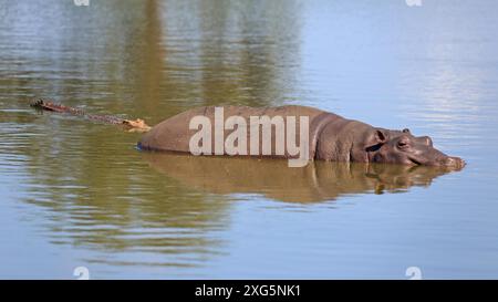 Hippopotame et crocodile dans un trou d'eau dans le parc national Kruger Banque D'Images