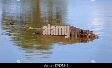 Hippopotame et crocodile dans un trou d'eau dans le parc national Kruger Banque D'Images