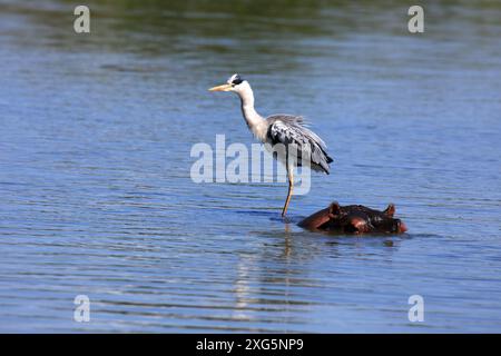 Un héron gris surfant sur un hippopotame Banque D'Images