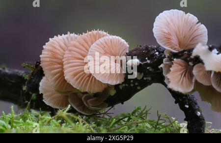 Macro gros plan de minuscules champignons de l'huître variable (Crepidotus variabilis) dans la forêt tropicale du mont Wellington, Hobart, Tasmanie, Australie Banque D'Images