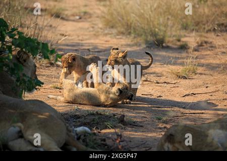 Lion Cubs jouant le matin dans la réserve Motswari Game Reserve en Afrique du Sud Banque D'Images