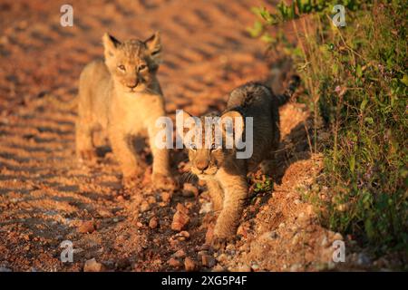 Lion Cubs jouant le matin dans la réserve Motswari Game Reserve en Afrique du Sud Banque D'Images