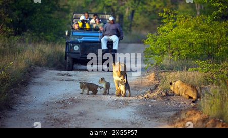 Safari véhicules sur une piste de gravier devant une fierté de lions Banque D'Images