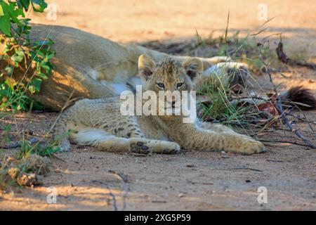 Bébé lion le matin dans la réserve de Motswari en Afrique du Sud Banque D'Images