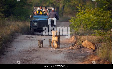 Safari véhicules sur une piste de gravier devant une fierté de lions Banque D'Images