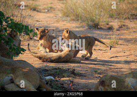 Lion Cubs jouant le matin dans la réserve Motswari Game Reserve en Afrique du Sud Banque D'Images