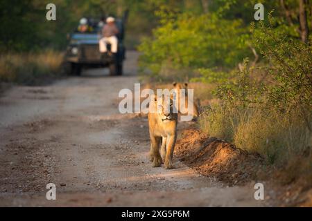 Safari véhicules sur une piste de gravier devant une fierté de lions Banque D'Images