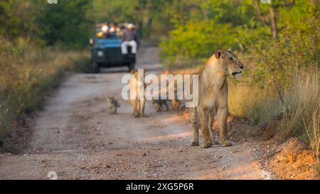 Safari véhicules sur une piste de gravier devant une fierté de lions Banque D'Images