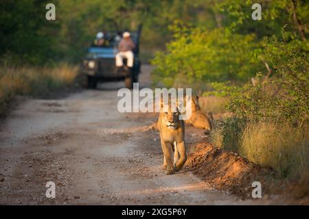 Safari véhicules sur une piste de gravier devant une fierté de lions Banque D'Images