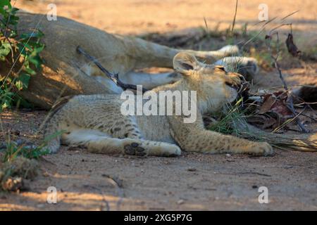 Bébé lion le matin dans la réserve de Motswari en Afrique du Sud Banque D'Images