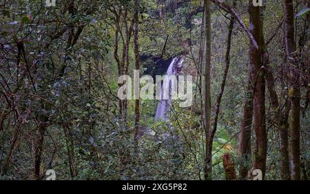 Admirez l'épaisse végétation des chutes Russell, du parc national de Mount Field, de Hobart, Tasmanie, Australie Banque D'Images