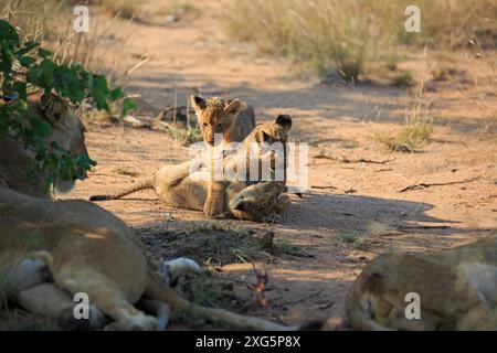 Lion Cubs jouant le matin dans la réserve Motswari Game Reserve en Afrique du Sud Banque D'Images