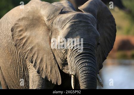 Portrait de l'éléphant Banque D'Images