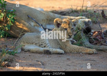 Bébé lion le matin dans la réserve de Motswari en Afrique du Sud Banque D'Images