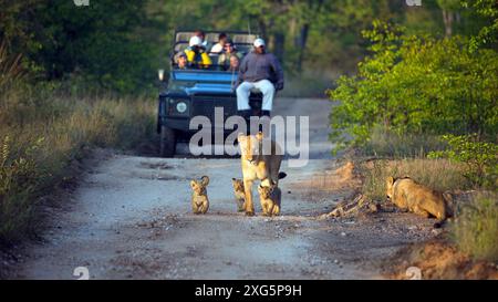 Safari véhicules sur une piste de gravier devant une fierté de lions Banque D'Images